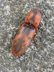 Conoderus