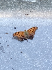 Polygonia interrogationis