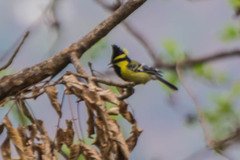 Machlolophus xanthogenys