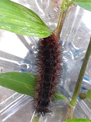 Hypercompe trinitatis