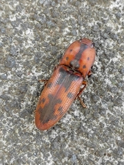 Conoderus