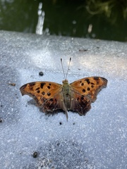 Polygonia interrogationis