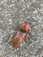 Conoderus