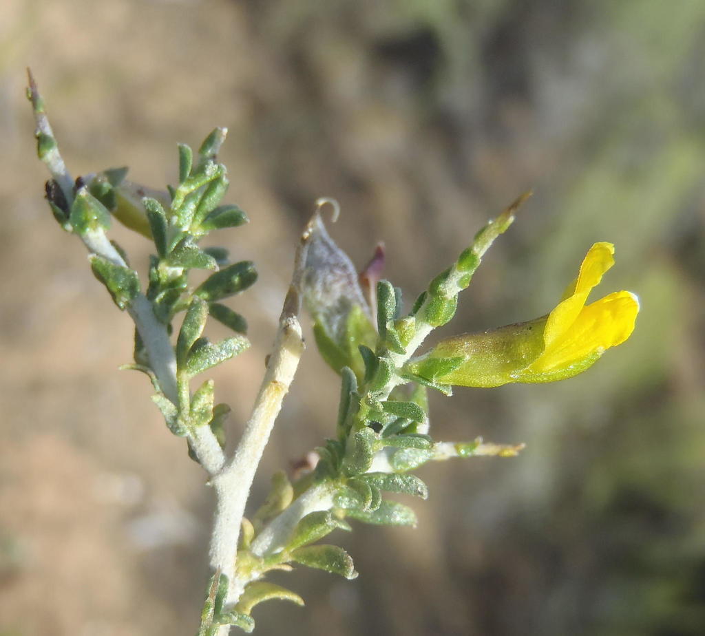 Yellow Thorn