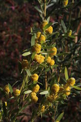 Leucadendron macowanii