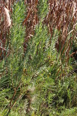 Leucadendron macowanii