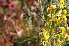 Leucadendron macowanii