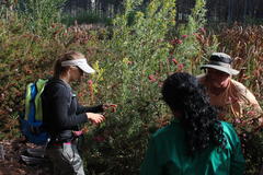Leucadendron macowanii