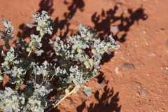 Atriplex holocarpa