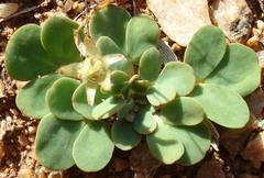 Oxalis foveolata