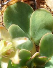 Oxalis foveolata