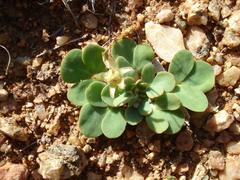 Oxalis foveolata