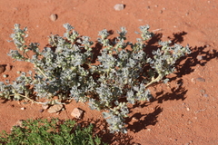 Atriplex holocarpa