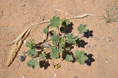 Malva parviflora parviflora