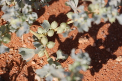 Atriplex holocarpa
