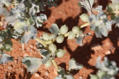 Atriplex holocarpa