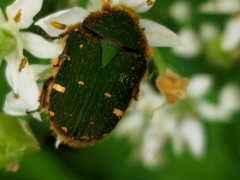 Gametis jucunda