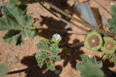 Malva parviflora parviflora