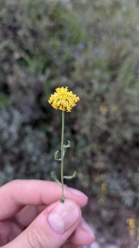 Santolina chamaecyparissus