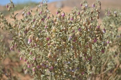 Hermannia gariepina