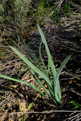 Gethyllis gregoriana