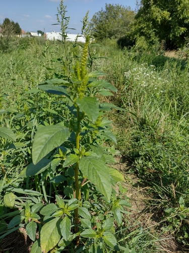 láskavec zelenoklasý (Amaranthus powellii)