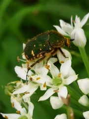 Gametis jucunda