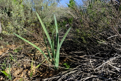 Gethyllis gregoriana