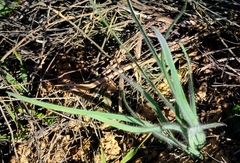 Gethyllis gregoriana