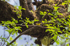 Phylloscopus xanthoschistos