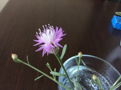 Centaurea