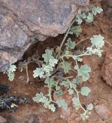 Hermannia minutiflora