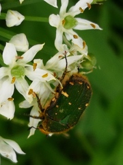 Gametis jucunda