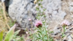 Ageratina occidentalis