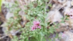 Ageratina occidentalis