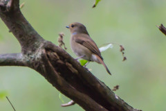 Niltava macgrigoriae