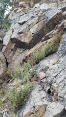 Ageratina occidentalis