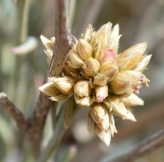 Hermbstaedtia glauca