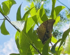 Charaxes varanes vologeses