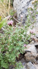 Ageratina occidentalis