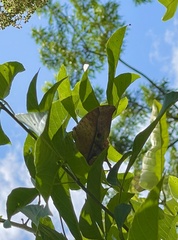Charaxes varanes vologeses
