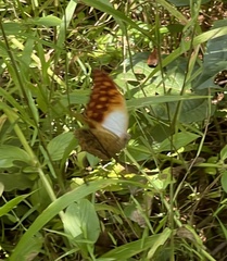 Charaxes varanes vologeses