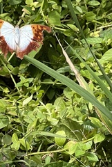 Charaxes varanes vologeses