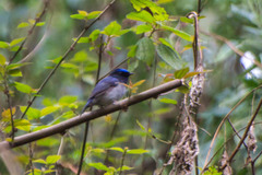 Niltava macgrigoriae