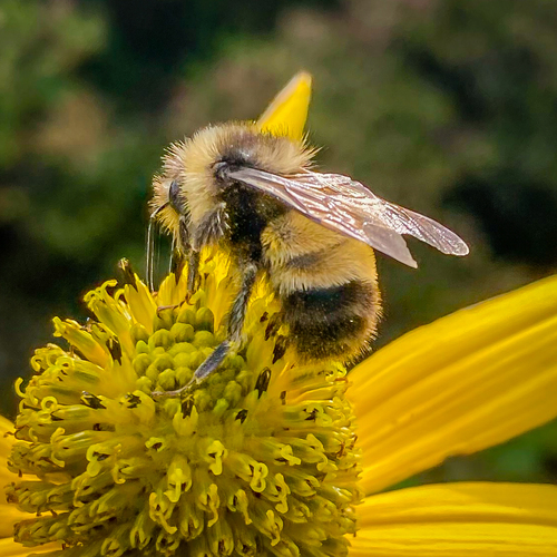 Yellow-banded Bumble Bee photographed in North Carolina