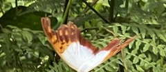 Charaxes varanes vologeses