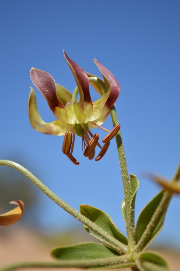 Namib Lilies