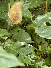 Charaxes varanes vologeses