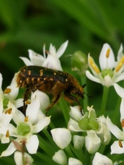 Gametis jucunda