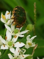 Gametis jucunda